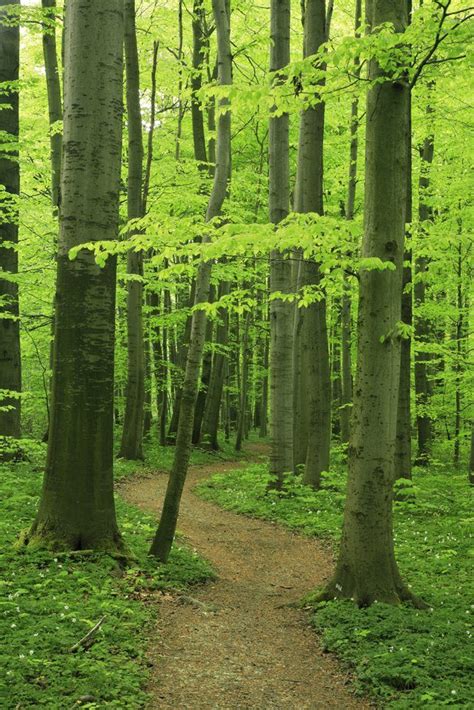 Beech Forest Nature Scenery Forest Path
