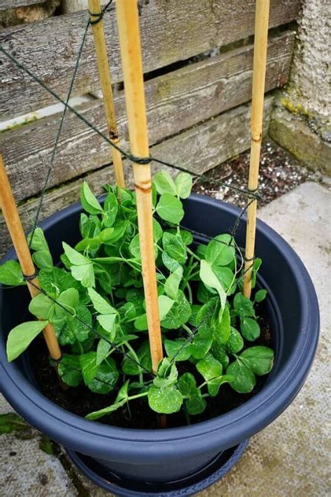 The Complete Guide To Growing Peas In Containers Gardening Chores
