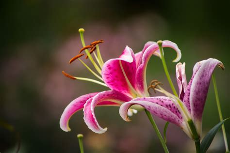 15 Lovely Types Of Lilies For Your Garden