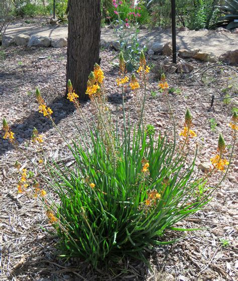 Plant Of The Month Shrubby Bulbine For Winter Color Water Use It Wisely