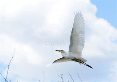 White Egret In Flight Stock Photo Image Of Waterbird 85964528