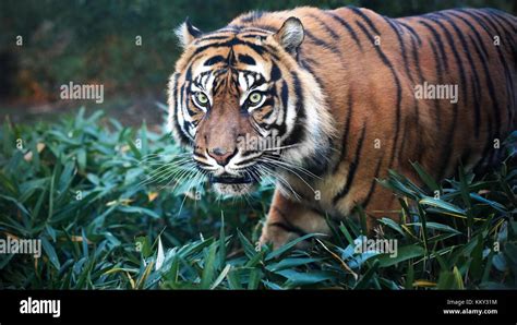 Close Up Portrait Of Sumatran Tiger Stock Photo Alamy