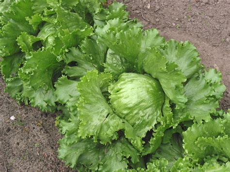 You add lettuce to sandwiches and sides every day, but staring down the options at the salad bar may have you wondering if one type of leaf beats out the rest — and is there really a difference if a recipe calls for boston instead bibb? Eating and Living Healthy | Just another WordPress.com weblog