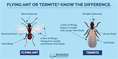 Termites Or Flying Ants How To Tell The Difference