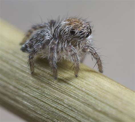 New Species Of Peacock Spider Dances For You And Sex Jumping Spider Spider Beautiful Bugs