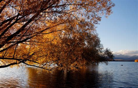 무료 이미지 경치 나무 자연 분기 일몰 햇빛 아침 잎 호수 강 저녁 반사 가을 노랑 시즌 수로