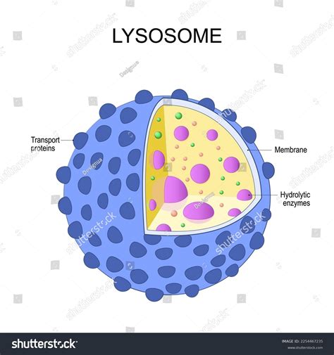 Lysosome Anatomy Structure Organelle That Found Stock Vector Royalty