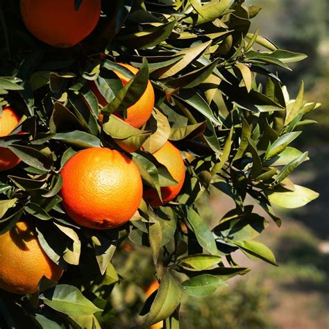 How To Successfully Grow Citrus Plants In Arkansas The Good Earth