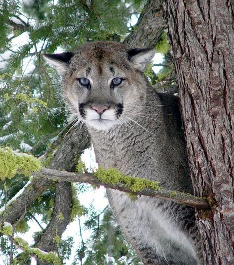 8 Things To Know About Cougars And Sightings In Oregon