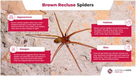The Brown Recluse Spider Spider Facts First Aid Course