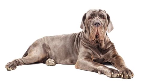 20 Most Ancient Dog Breeds And How Theyre Different From Extinct Dogs