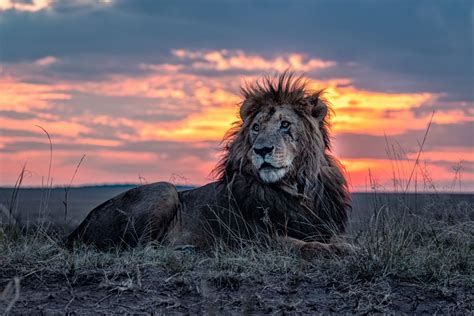 Photos Show The Oldest Known Lion In The Maasai Mara Wildlife Reserve