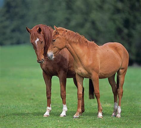 Franches Montagnes Horses Digital Art By Robert Maier Fine Art America