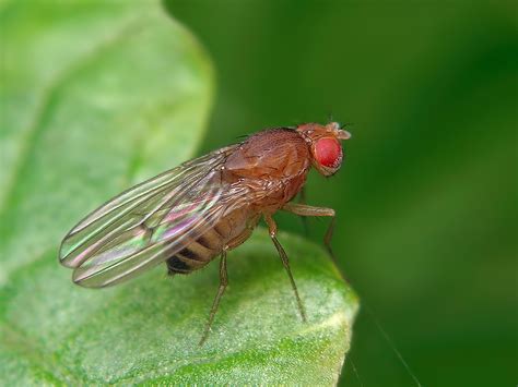 Variety Of Life Drosophila Sophophora