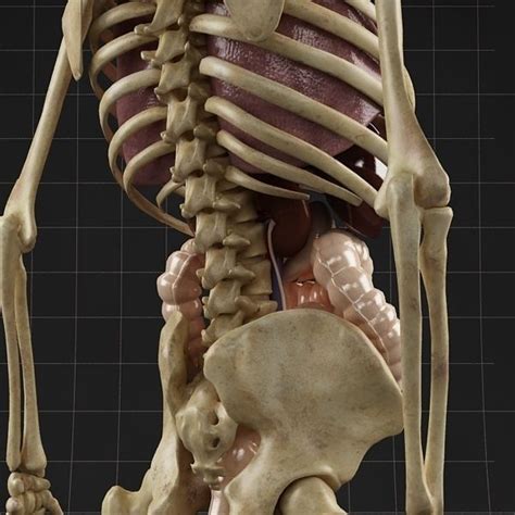 Differences between males and females in other body systems. Anatomy Internal Organs Male 3D Model .max - CGTrader.com