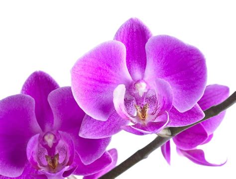 Pink Orchid Flower Stock Photo Image Of Colored Natural 20443104