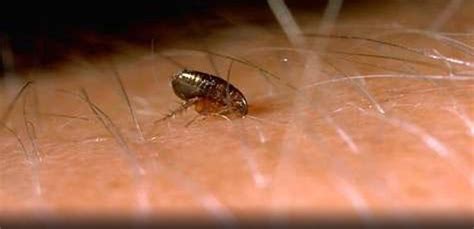 Pest Advice For Controlling Fleas