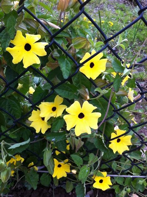 Climbing Vine Yellow Flowers Flowers Xmj