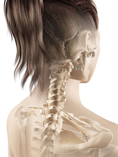 The neck is one of the most complex and intricate structures in our body and includes the spinal cord, which sends messages from the brain to the rest stresses to the neck, through trauma or everyday activities, can cause a variety of painful conditions. Cervical Spine Anatomy (Neck)