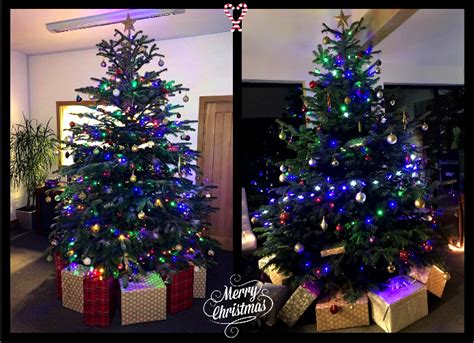 Scottish Christmas Trees Scottishtrees Twitter