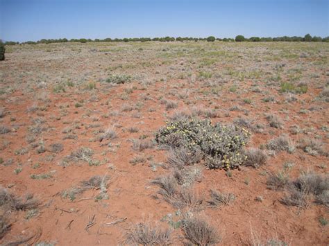 Get tips for how to grow cylindropuntia (cholla plants) in containers, including advice if you do grow cylindropuntia plants in containers, it doesn't hurt to repot them periodically; NMSU: Selected Plants of Navajo Rangelands