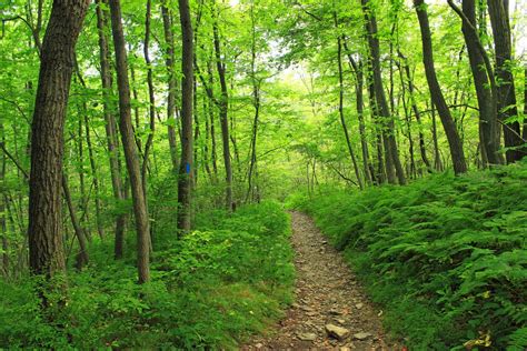 Free Images Tree Nature Path Wilderness Hiking Trail Meadow