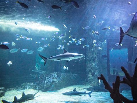 Inside The Stunning Underwater World Of Sydney Sea Life Aquarium News