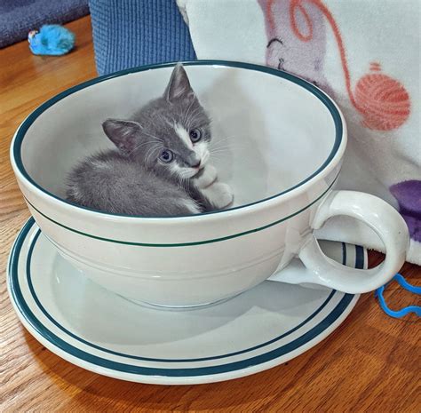 Kitten In A Tea Cup