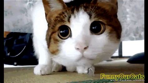 Funny Cat Fails Compilation 2016 Youtube