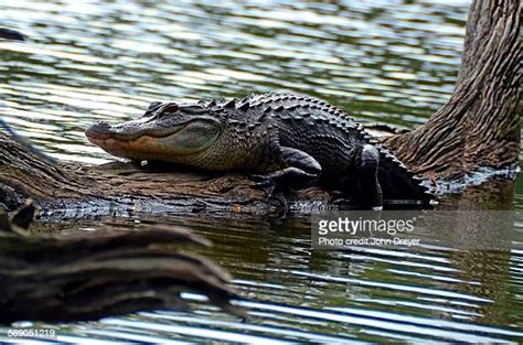 South Carolina Alligator Photos And Premium High Res Pictures Getty