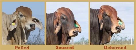 Here at moreno ranches, we understand the in fact, while we do not sell brahman f1's, many ranchers come to us seeking our purebred, genetically. Why We're Polled Enthusiasts at Rockley - Rockley Brahmans