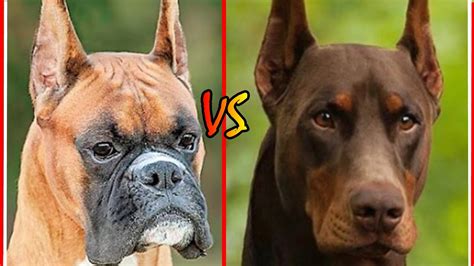 Boxer Vs Doberman Doberman Vs Boxer Best Guard Dog Dogsfights