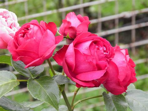 9 Vackra Rosor Till Trädgården Bättre Hälsa