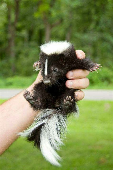Pin By Julia Witkowski On All Creatures Great And Small Baby Skunk