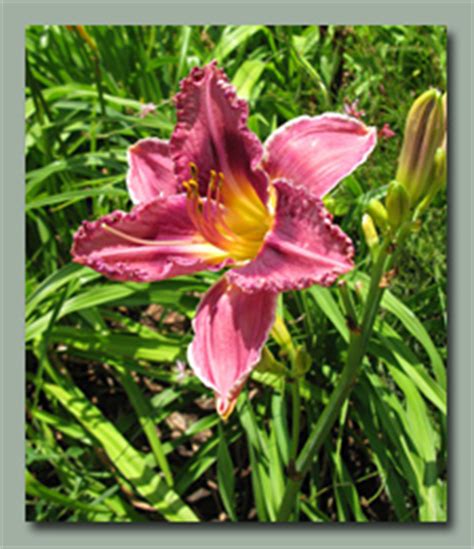 Maybe you would like to learn more about one of these? Eye Zone Daylilies
