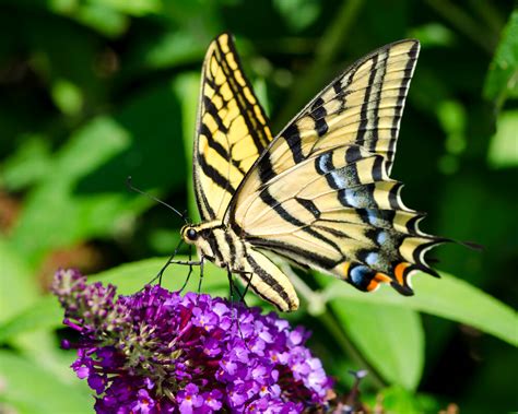 Swallowtail Butterfly In Flower Garden Kellogg Garden Organics™