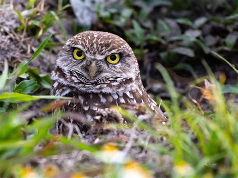 Burrowing Owl Broward County Fl John Hays Flickr