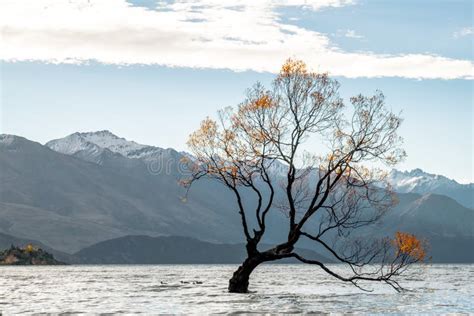 That Wanaka Tree Isolated In Lake Wanaka At Sunset In Autumn Season I