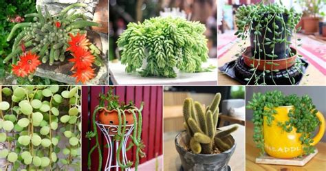 9 Best Trailing Succulents And Cacti Sublime Succulents