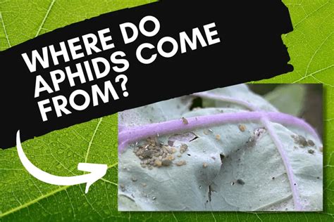 Where Do Aphids Come From Things To Consider Backyard Garden Geek