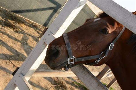 Beautiful Horse On A Ranch Head Closeup Stock Image Image Of Shine