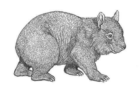 Wombat Clip Art Vector Images And Illustrations Istock
