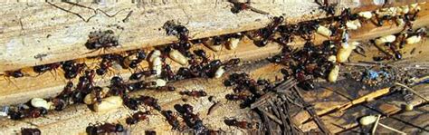 Carpenter Ant Control Carpenter Ant Exterminator Madison Kwik Kill