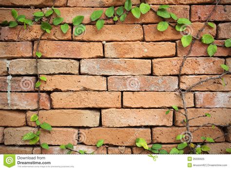 Green Creeper Plant On A Brick Wall Stock Image Image Of Creeper
