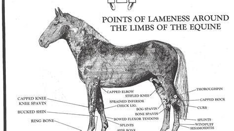 Lameness Equine Horse Lameness Horse Choices