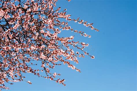 Spring Flowers On Blooming Apricot Tree Branch Apricot Tree In Bloom