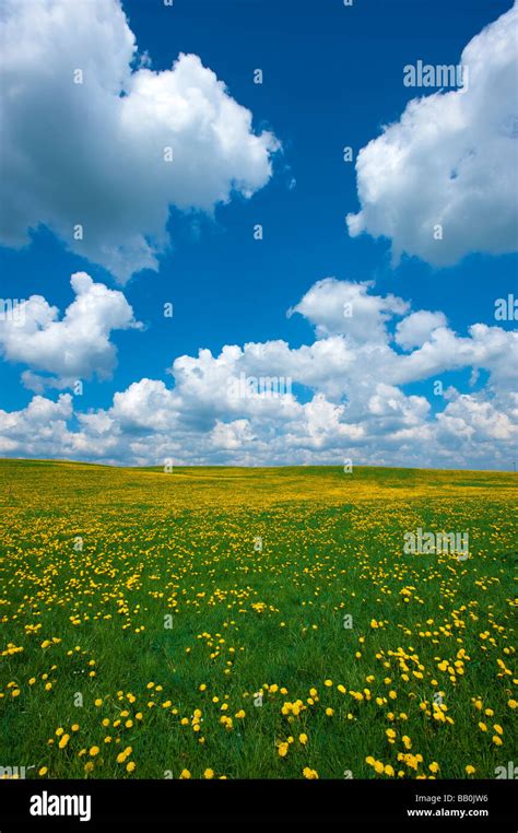 Flowery Meadows With Dandelion Flowers Taraxacum Officinale Near