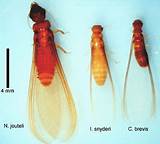 Drywood Termites Scientific Name Photos