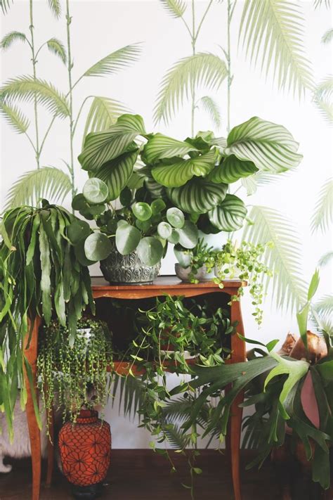 Indoor Plants Wallpapers Wallpaper Cave