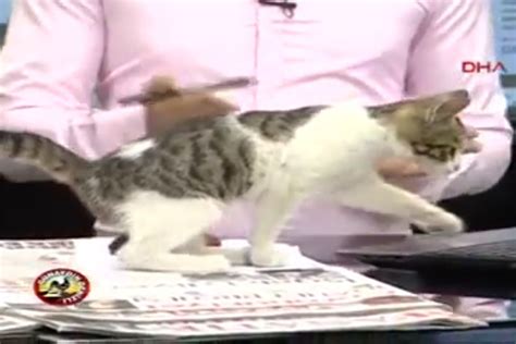 Stray Cat Interrupts TV Broadcast In Turkey